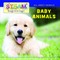 Baby Animals