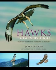 Hawks from Every Angle