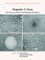 Hepatitis C Virus