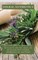 Herbal Antibiotics