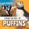 Congregation of Puffins