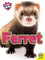 Ferret