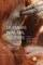 Dilemmas in Animal Welfare