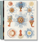 The Art and Science of Ernst Haeckel