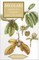Medlars - Growing and Cooking
