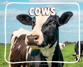 Cows