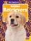 Golden Retrievers