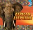 African Elephant