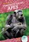 Fun Facts about Apes