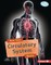 How Your Circulatory System Works