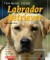 Training Your Labrador Retriever