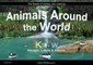 Animals Around the World
