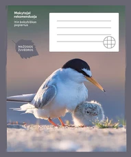 Sąsiuvinis „Mažosios žuvėdros“, 24 lapai, langeliais