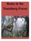 Rome in the Teutoburg Forest