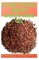 Everything about Grape Seed Oil
