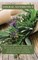Herbal Antibiotics