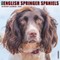 Just English Springer Spaniels 2022 Wall Calendar (Dog Breed)