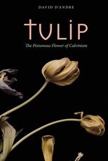 Tulip