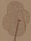 Alois Schild