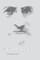The Kabbalist