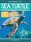 Sea Turtle
