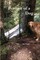 Portrait of a Dog