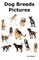 Dog Breeds Pictures