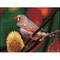 Deimantinė mozaika GOULDIAN FINCH 31x41