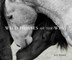 Wild Horses of the West