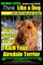 Airedale, Airedale Terrier AAA Akc