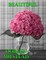 Beautiful: Four Historical Romances