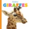 Baby Giraffes