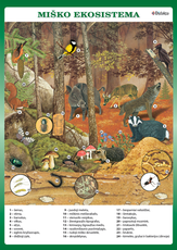 Miško ekosistema (A 4)