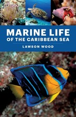Marine Life of the Caribbean Sea