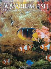 Aquarium fish. A portrait of the animal world