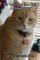 Sir Lancelot the Cat
