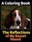 The Reflections of My Basset Hound