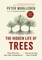 The Hidden Life of Trees