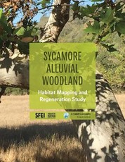 Sycamore Alluvial Woodland