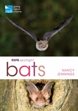 RSPB Spotlight Bats
