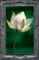 Letting the Lotus Bloom