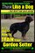 Gordon Setter, Gordon Setter Training - Think Like a Dog...but don't eat your poop! - Breed Expert Gordon Setter Training