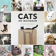 Cats on Instagram
