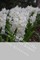 Trails and Fences (The Snowy Forests Sequel)