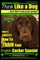 English Cocker Spaniel, English Cocker Spaniel Training AAA AKC