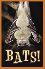 Bats! (Pack of 25)