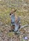 Why Do Kangaroos Have A Pouch?