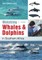 Watching Whales & Dolphins in Southern Africa