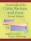 Neoplasms of the Colon, Rectum, and Anus
