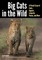 Big Cats in The Wild
